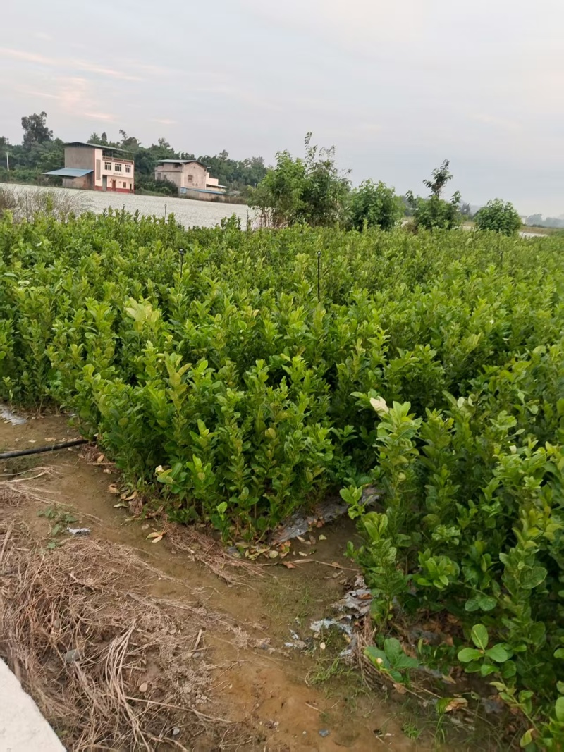佛手种植基地，佛手两年苗，自产自销，一株也批发，欢迎定购