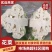 精品菜花有机花菜松花菜花椰菜青梗白面可视频看货