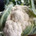 精品菜花有机花菜松花菜花椰菜青梗白面可视频看货