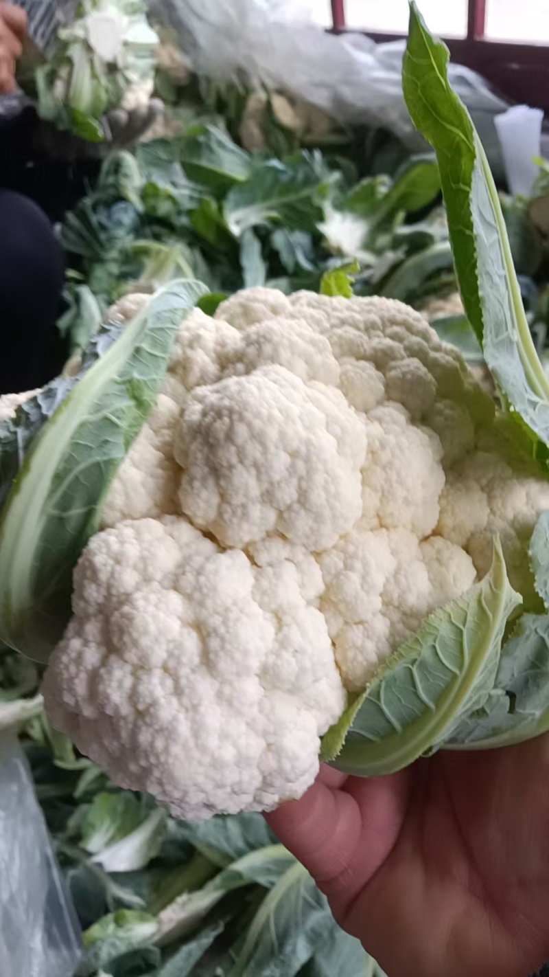 精品菜花有机花菜松花菜花椰菜青梗白面可视频看货
