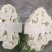 精品菜花有机花菜松花菜花椰菜青梗白面可视频看货