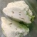 精品菜花有机花菜松花菜花椰菜青梗白面可视频看货
