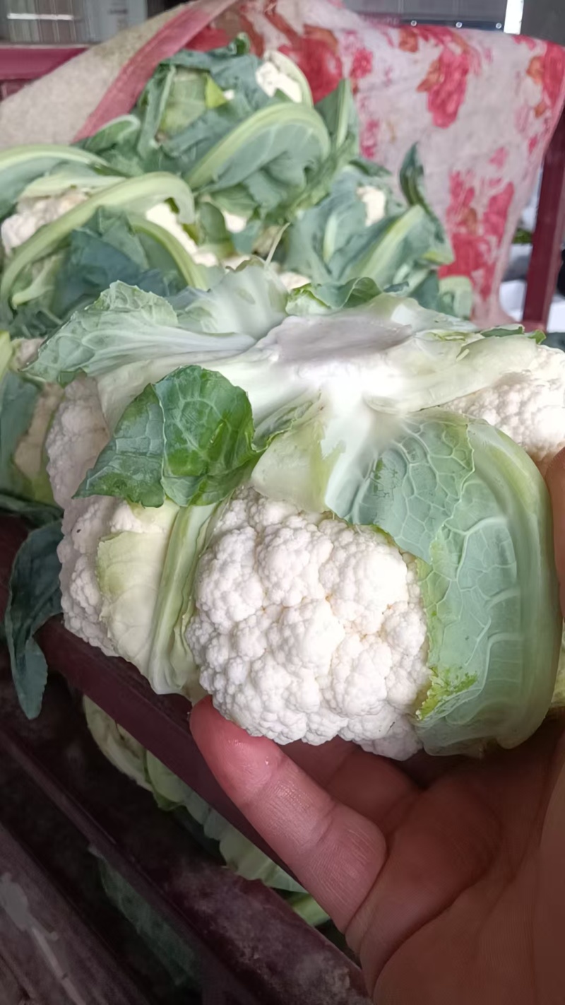 精品菜花有机花菜松花菜花椰菜青梗白面可视频看货
