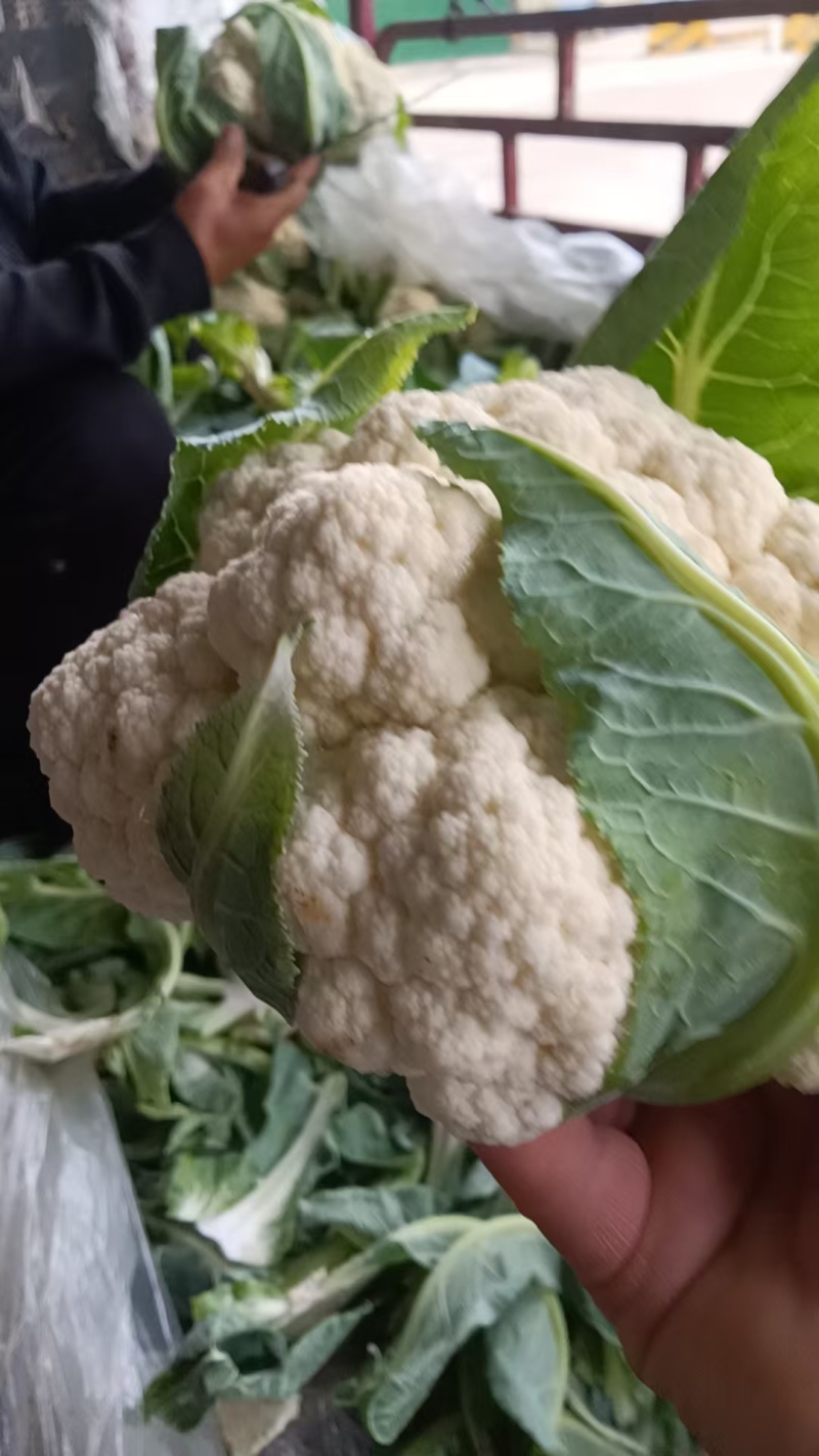 精品菜花有机花菜松花菜花椰菜青梗白面可视频看货