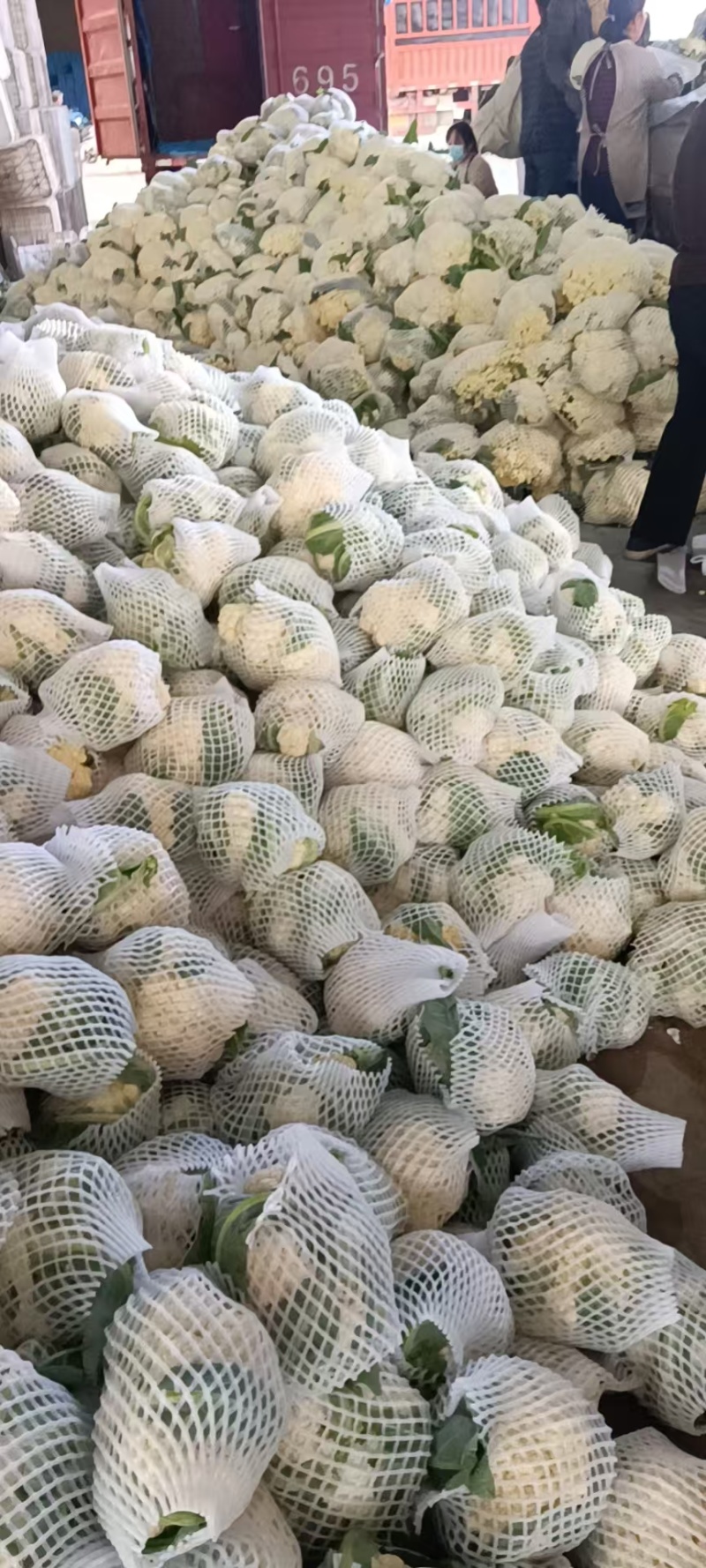 精品菜花有机花菜松花菜花椰菜青梗白面可视频看货