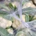 精品菜花有机花菜松花菜花椰菜青梗白面可视频看货