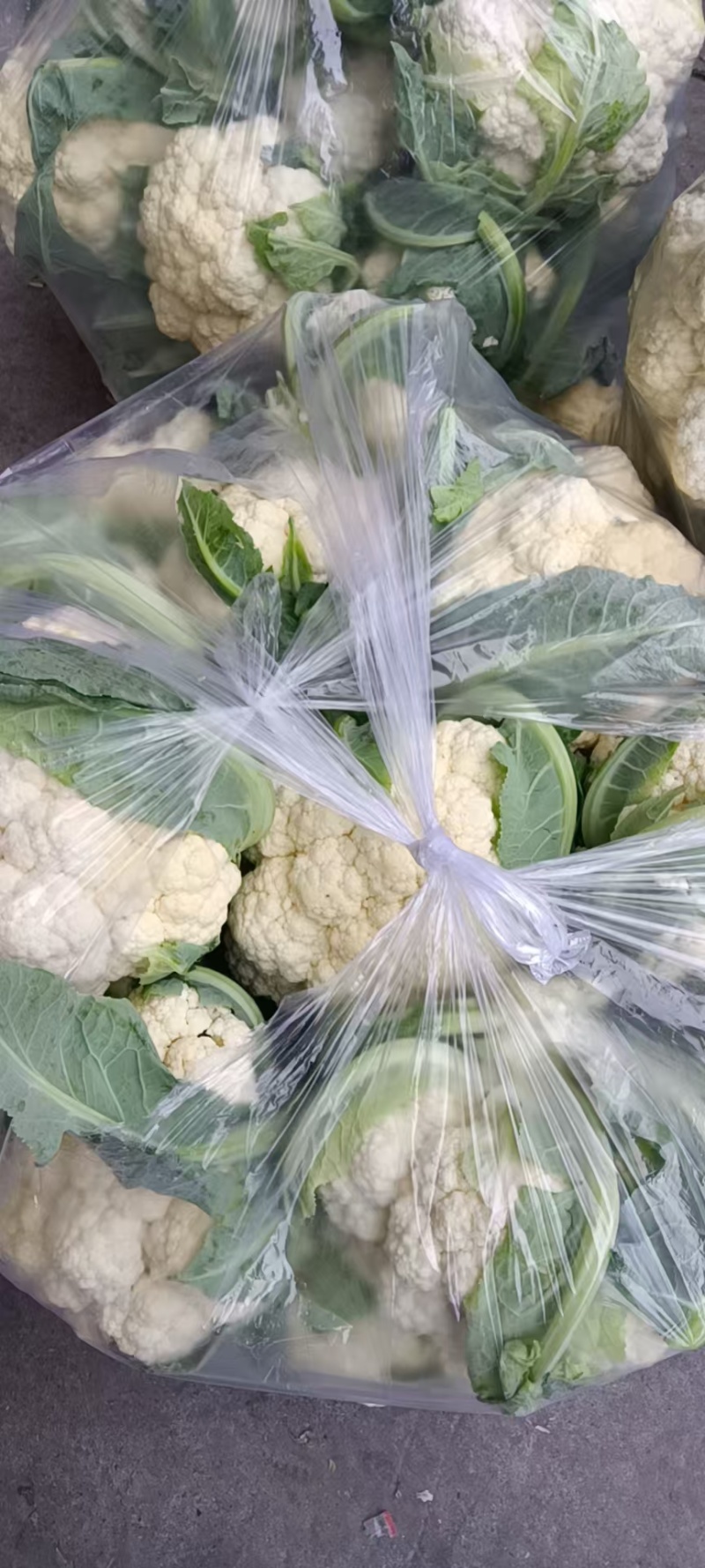 精品菜花有机花菜松花菜花椰菜青梗白面可视频看货