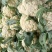 《山东菜花》散花/白花菜花/白面青梗松花菜/产地直发