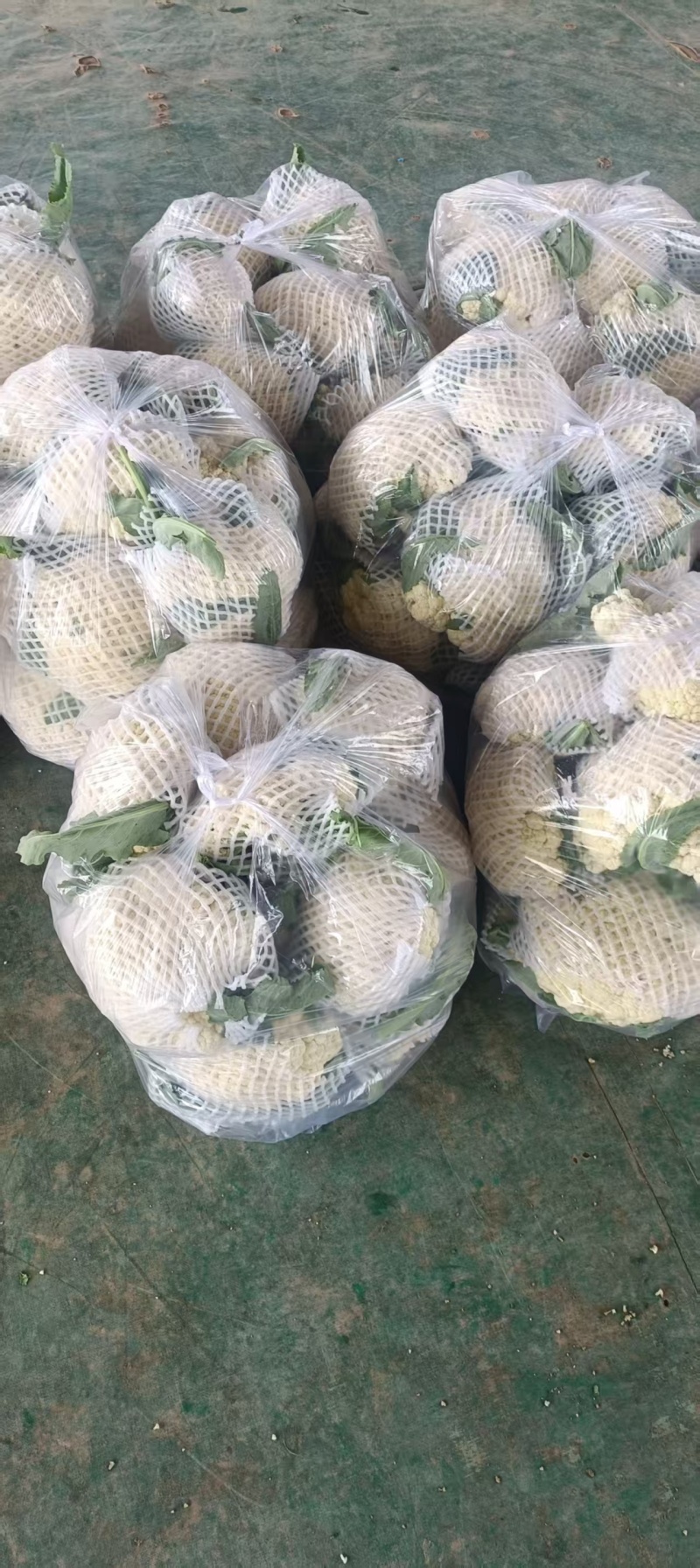 《山东菜花》散花/白花菜花/白面青梗松花菜/产地直发