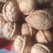 豫西老品种核桃100斤起