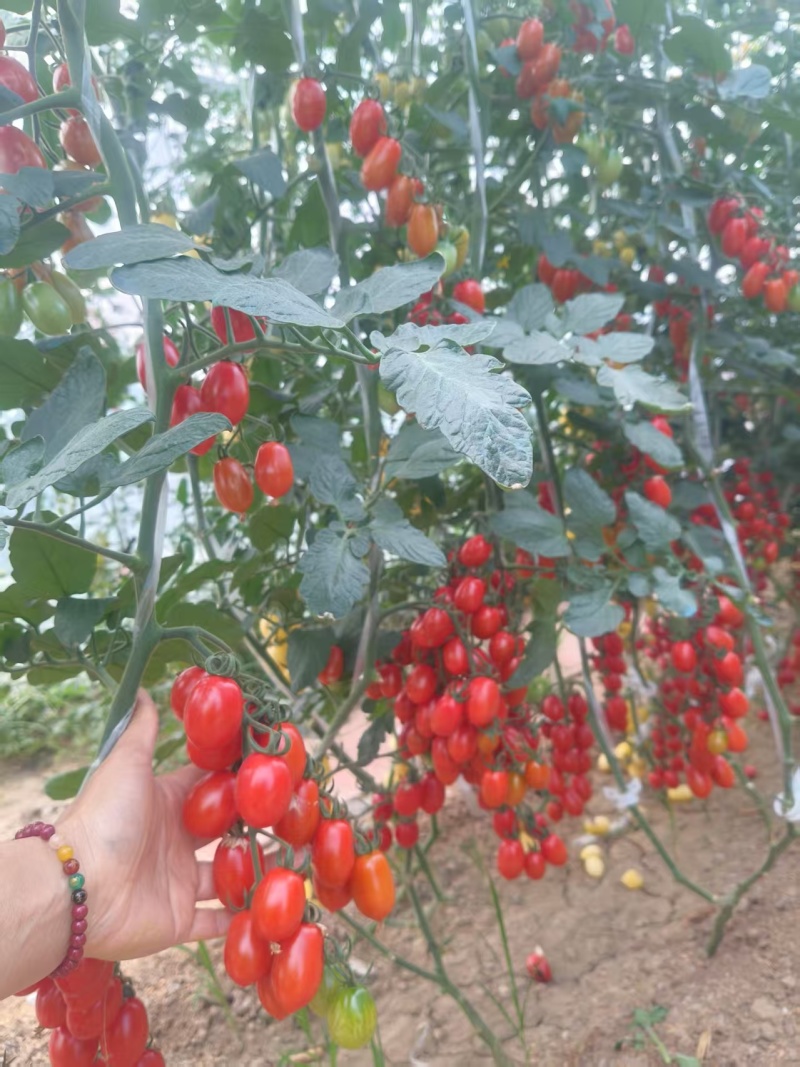 圣女果苗樱桃番茄苗千禧口感好各种颜色寿光种苗基地