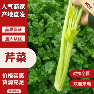 安阳内黄西芹上市，精品芹菜量大从优质量优等