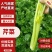 安阳内黄西芹上市，精品芹菜量大从优质量优等