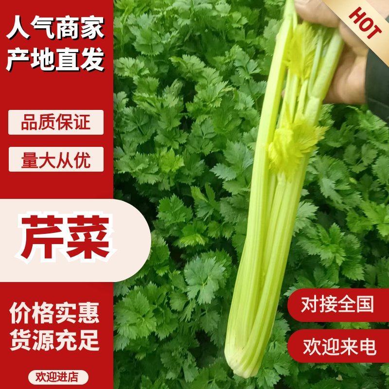 安阳内黄西芹上市，精品芹菜量大从优质量优等