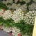 安阳内黄西芹上市，精品芹菜量大从优质量优等