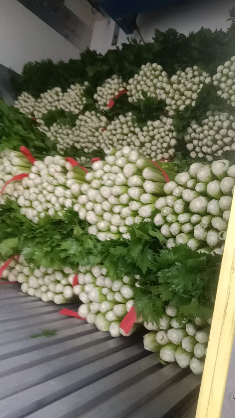安阳内黄西芹上市，精品芹菜量大从优质量优等