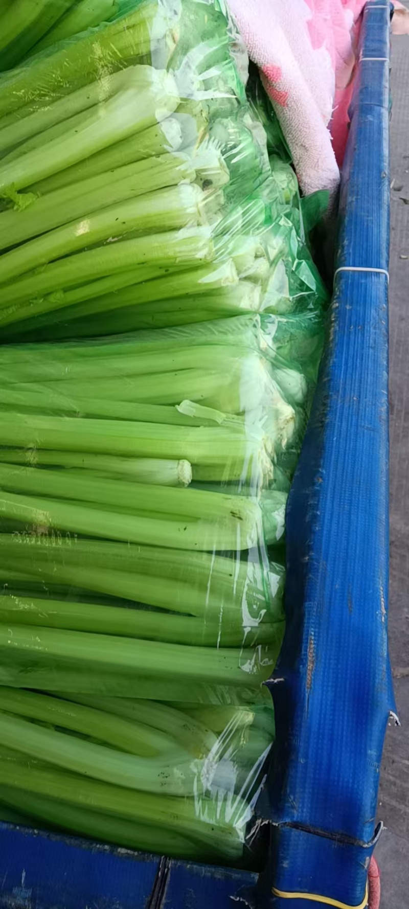 安阳内黄西芹上市，精品芹菜量大从优质量优等