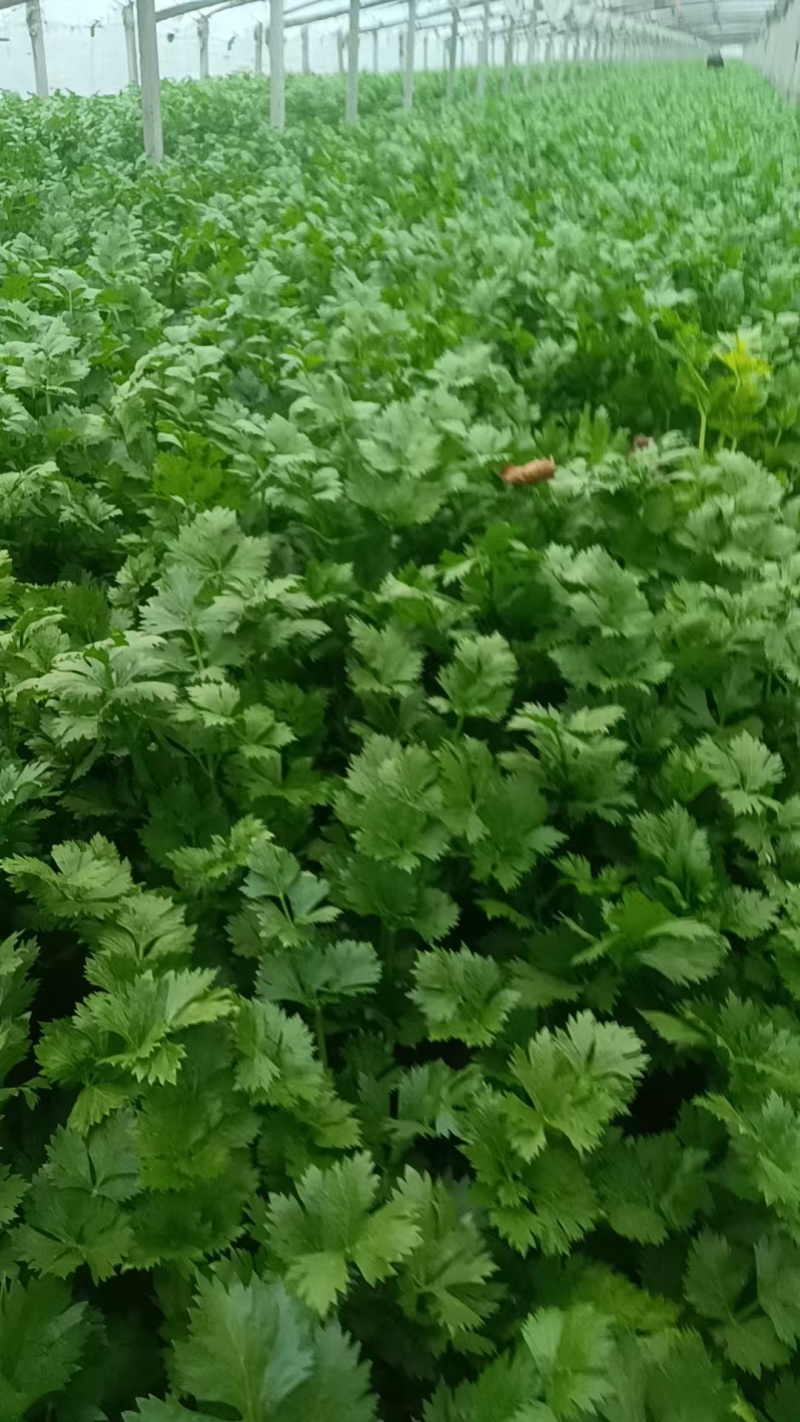 安阳内黄西芹上市，精品芹菜量大从优质量优等