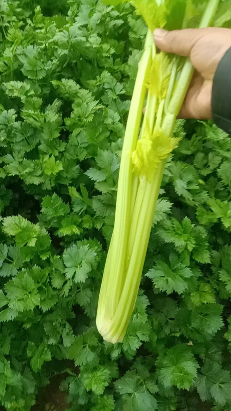 安阳内黄西芹上市，精品芹菜量大从优质量优等