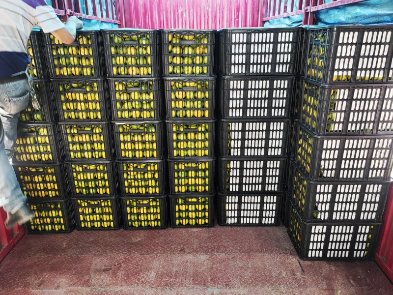 公安县蜜桔已经上市，面积几十万亩，产量高品质好。