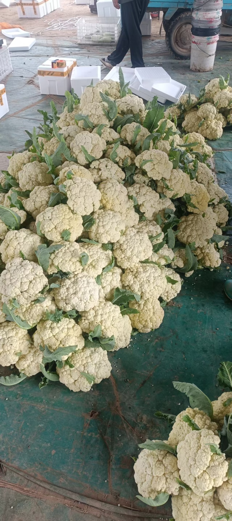 《山东菜花》散花/白花菜花/白面青梗松花菜/产地直发