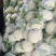 《山东菜花》散花/白花菜花/白面青梗松花菜/产地直发