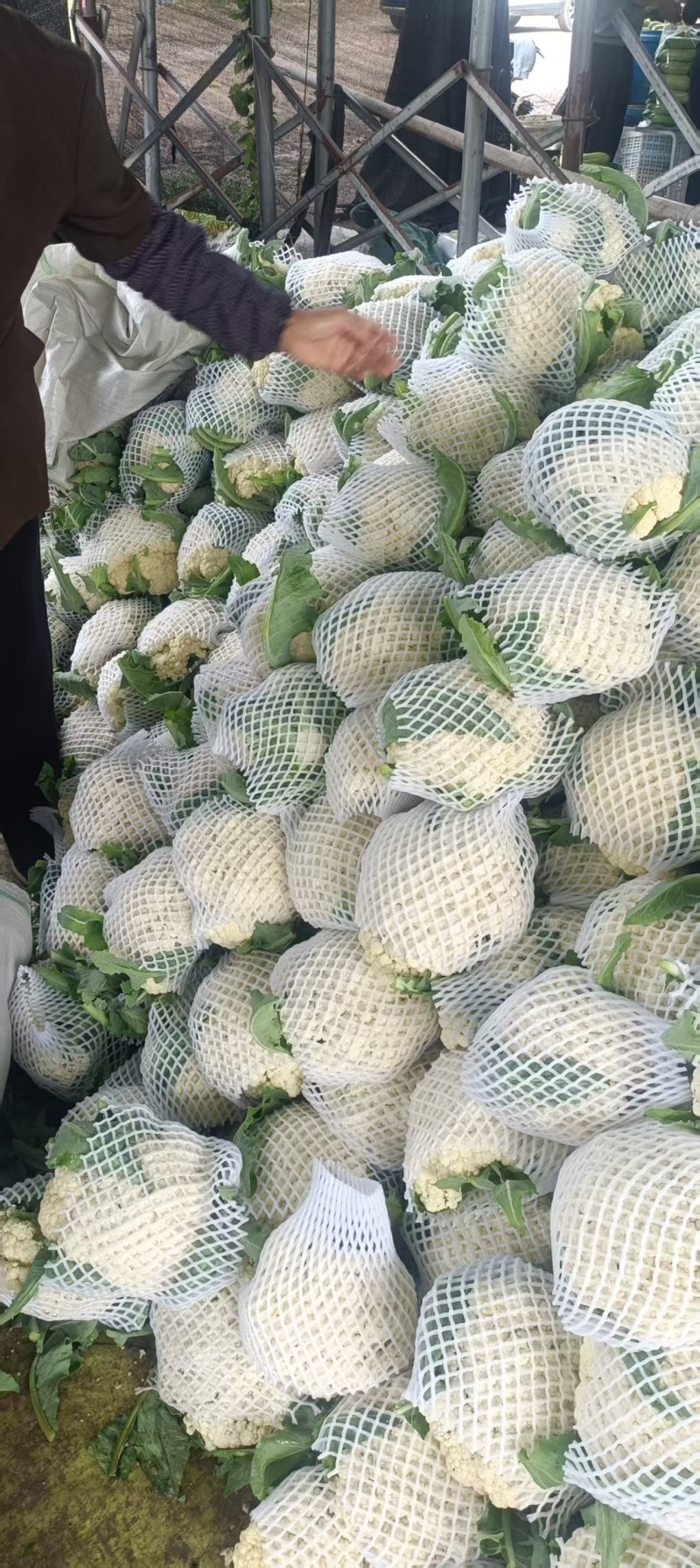 《山东菜花》散花/白花菜花/白面青梗松花菜/产地直发