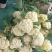 《山东菜花》散花/白花菜花/白面青梗松花菜/产地直发