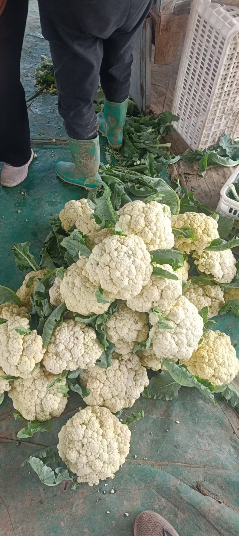 《山东菜花》散花/白花菜花/白面青梗松花菜/产地直发