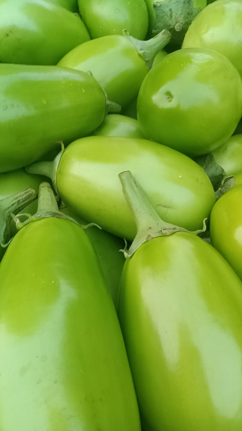 【青茄子】绿把青茄果型好品质高电商商超市场以质论价