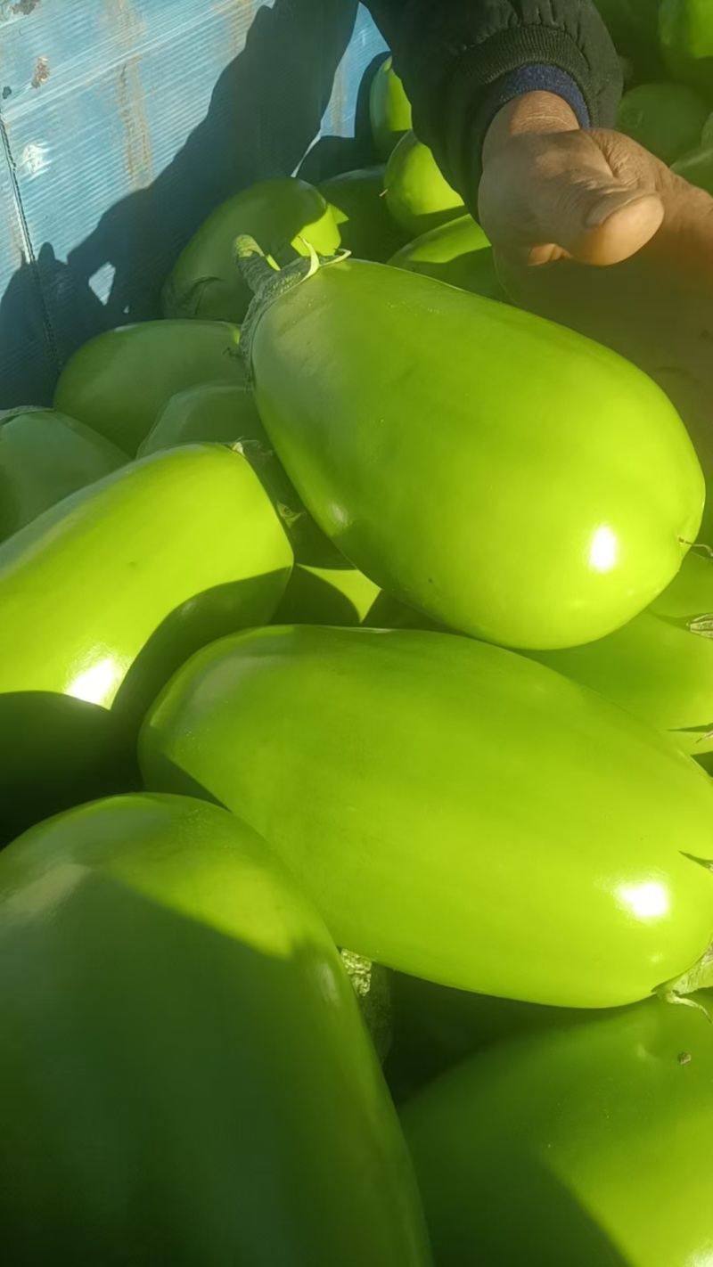 【青茄子】绿把青茄果型好品质高电商商超市场以质论价