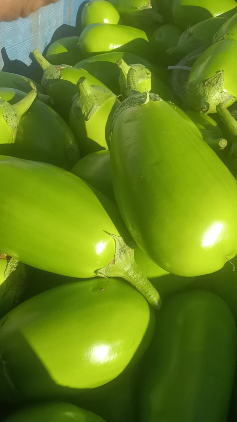 【青茄子】绿把青茄果型好品质高电商商超市场以质论价
