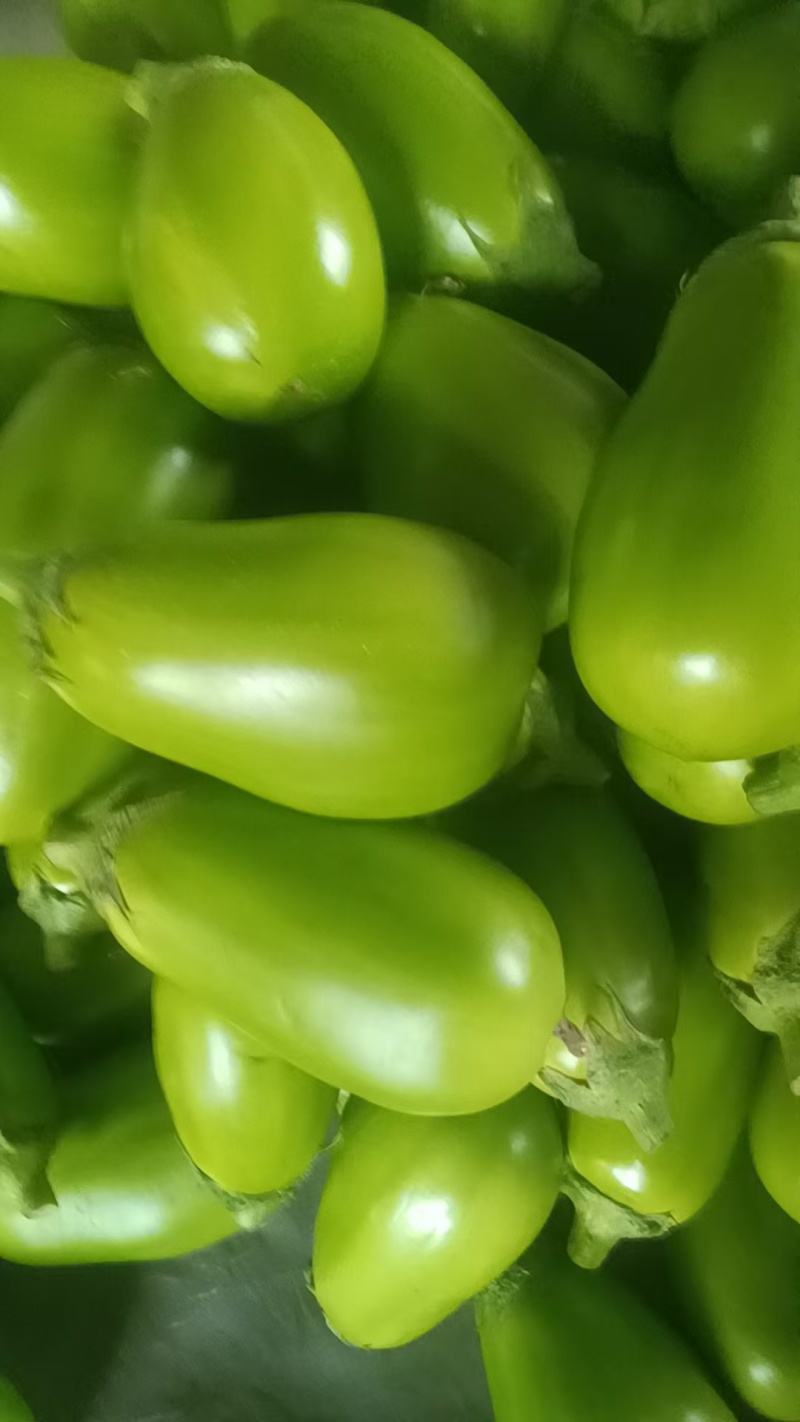【青茄子】绿把青茄果型好品质高电商商超市场以质论价
