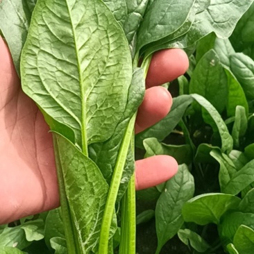 大叶菠菜