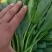 大叶菠菜