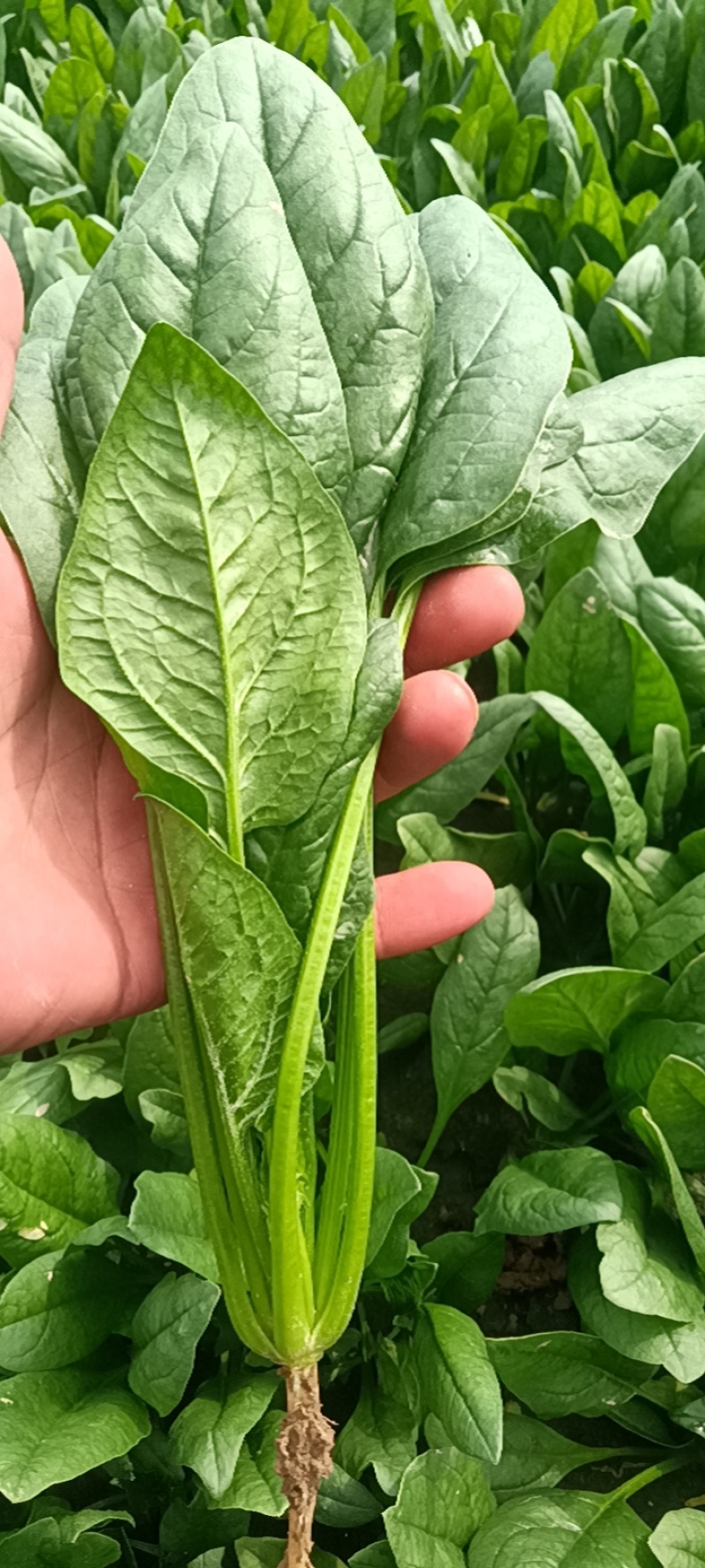 大叶菠菜