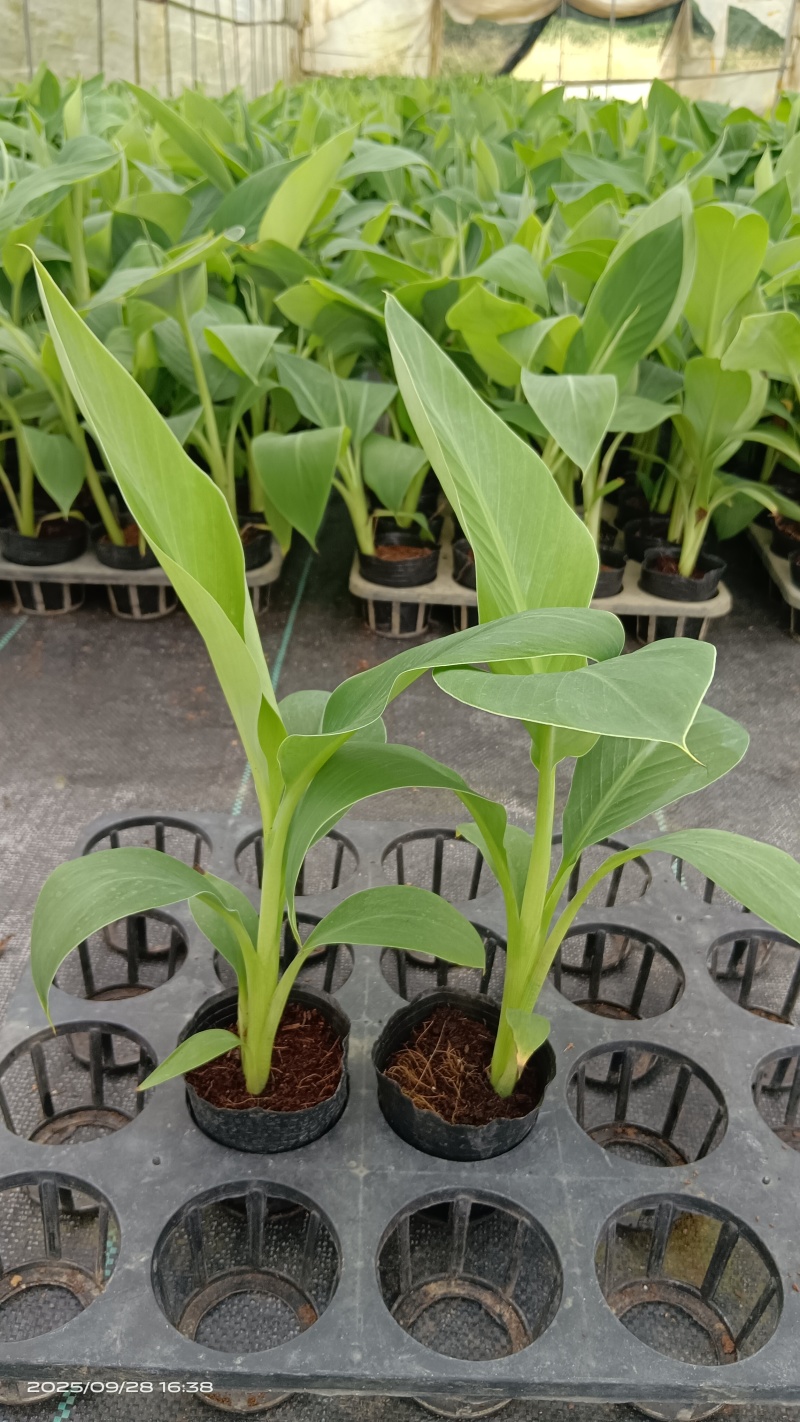粉蕉苗，香蕉苗，基地直发