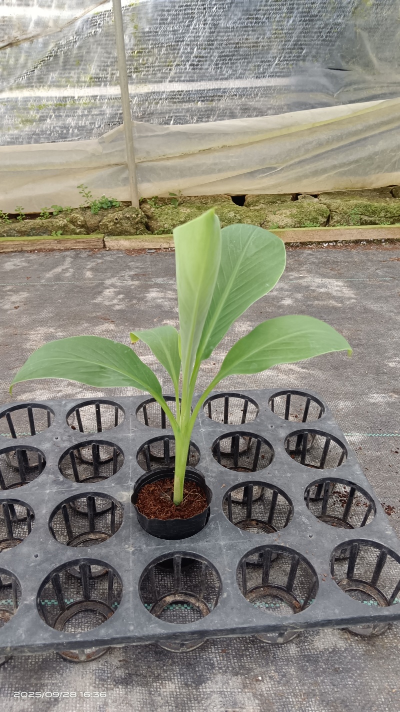 粉蕉苗，香蕉苗，基地直发