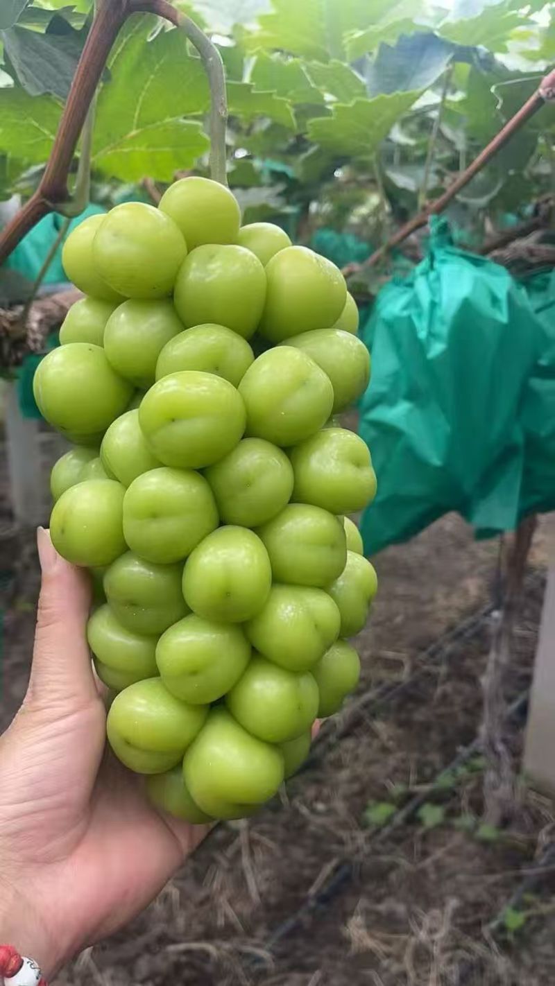 阳光玫瑰规格多量大