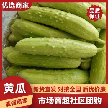 新鲜牛奶黄瓜，农家自种，脆爽多汁产地直供