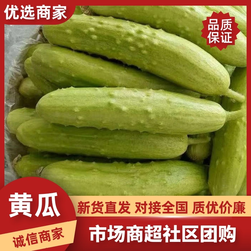 新鲜牛奶黄瓜，农家自种，脆爽多汁产地直供