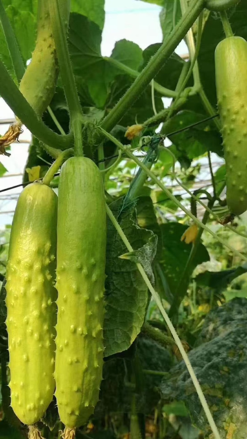 新鲜牛奶黄瓜，农家自种，脆爽多汁产地直供