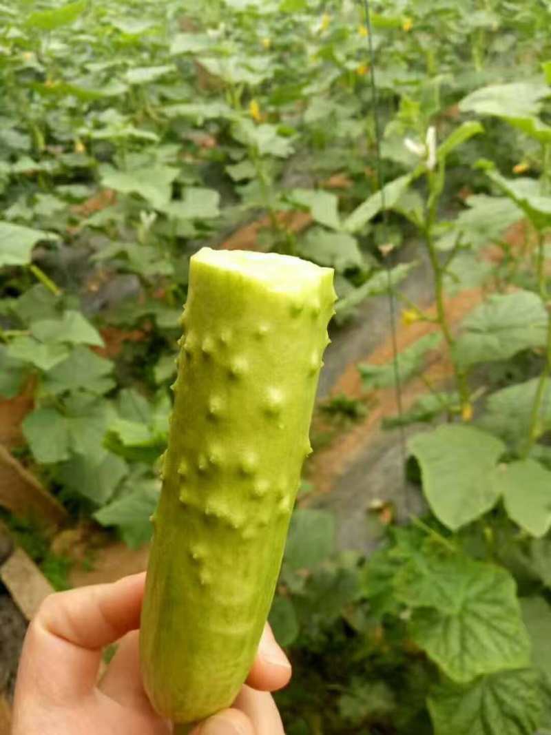 新鲜牛奶黄瓜，农家自种，脆爽多汁产地直供