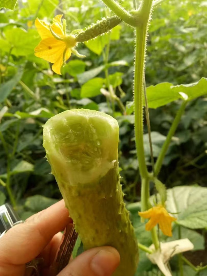 新鲜牛奶黄瓜，农家自种，脆爽多汁产地直供