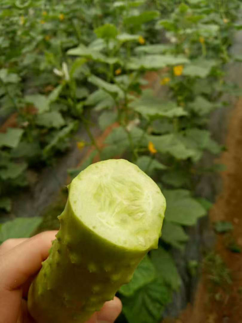 新鲜牛奶黄瓜，农家自种，脆爽多汁产地直供