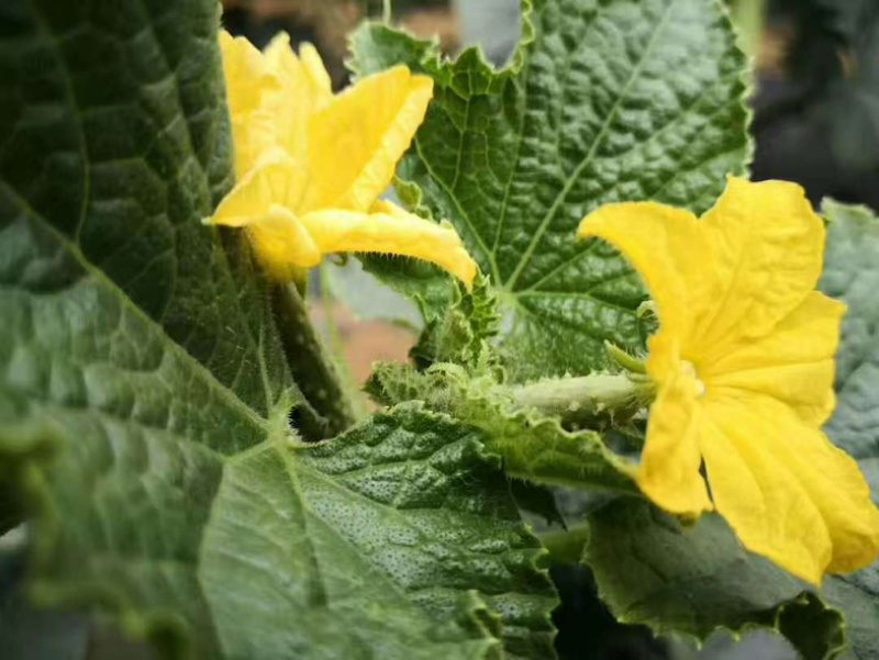 新鲜牛奶黄瓜，农家自种，脆爽多汁产地直供