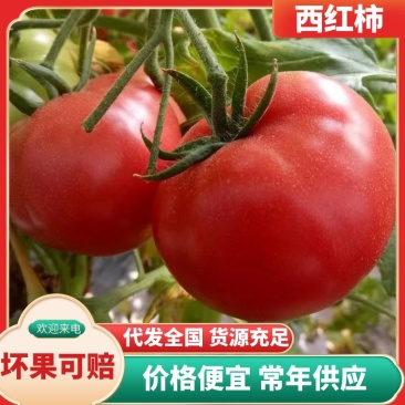 普罗旺斯西红柿沙瓤多汁果形饱满产地直供
