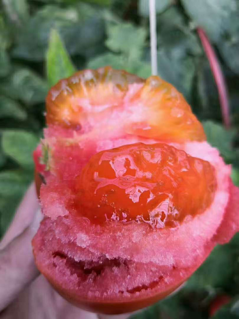 普罗旺斯西红柿沙瓤多汁果形饱满产地直供