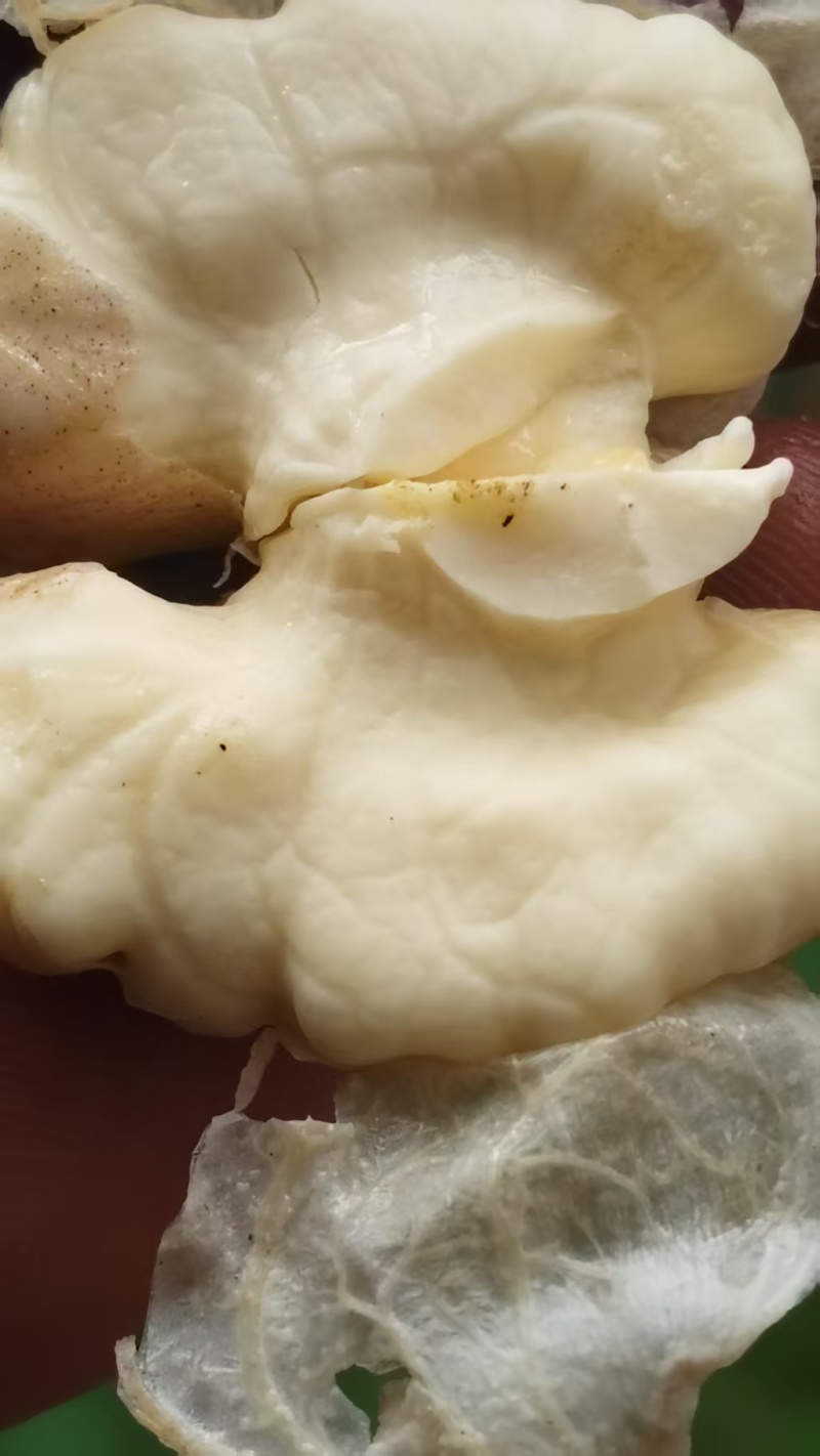 青皮核桃/云南新鲜薄皮核桃/去皮核桃/对接全国采购商