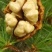 青皮核桃/云南新鲜薄皮核桃/去皮核桃/对接全国采购商